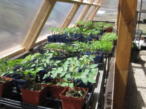 Greenhouse growing