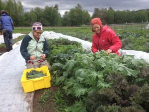 Kelly and Jaime on a wet morning kale harvest