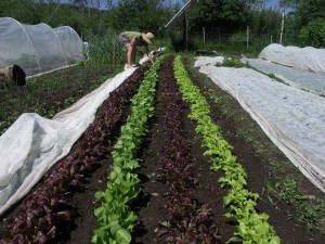 Lettuce Rows 1